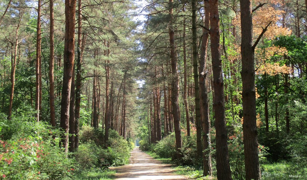 arboretum.jpg